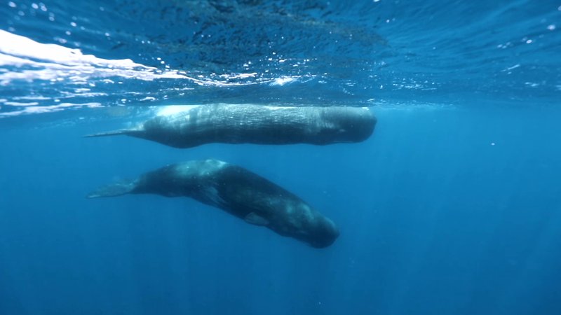 Pod of Sperm Whales in Dominica poster