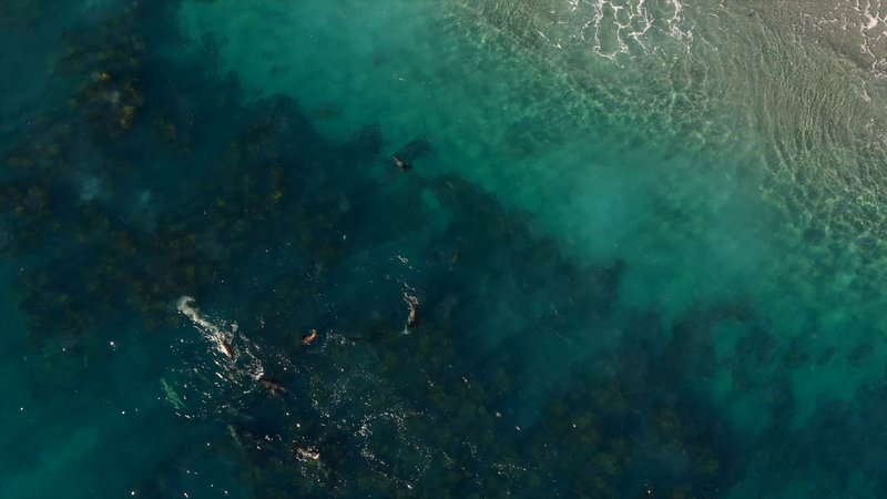 Sea Lions by Drone poster