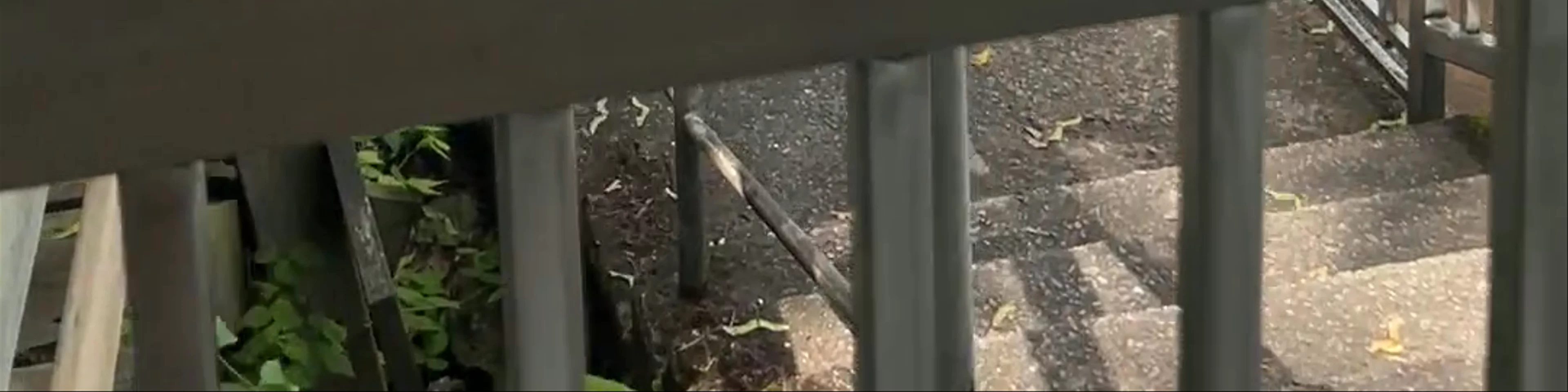 White Water Walk