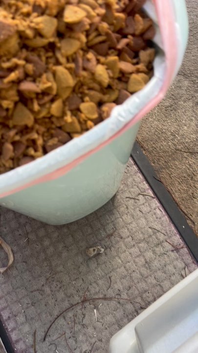 Safeway - The food went into the outside trash can as soon as the discovery was made, but I was able to take a video and photos once outside - Grocery Near Me - Honolulu, Hawaii