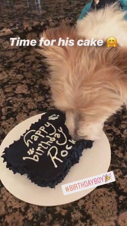 Pet Wants Chicago North - Rocky loved his Birthday Cake, thank you Pet Wants Chicago!!! - Pet Stores Near Me - Chicago, Illinois