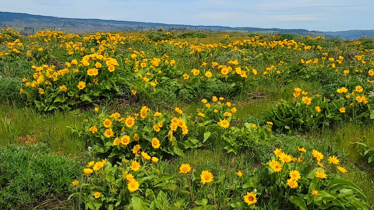 Tom McCall Point hike - Balsamroot blanket the hills - Hiking Near Me