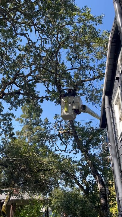 Garcia's Tree Service - Garcia tree service showing us how it's done when working by a power line. - Tree Services Near Me