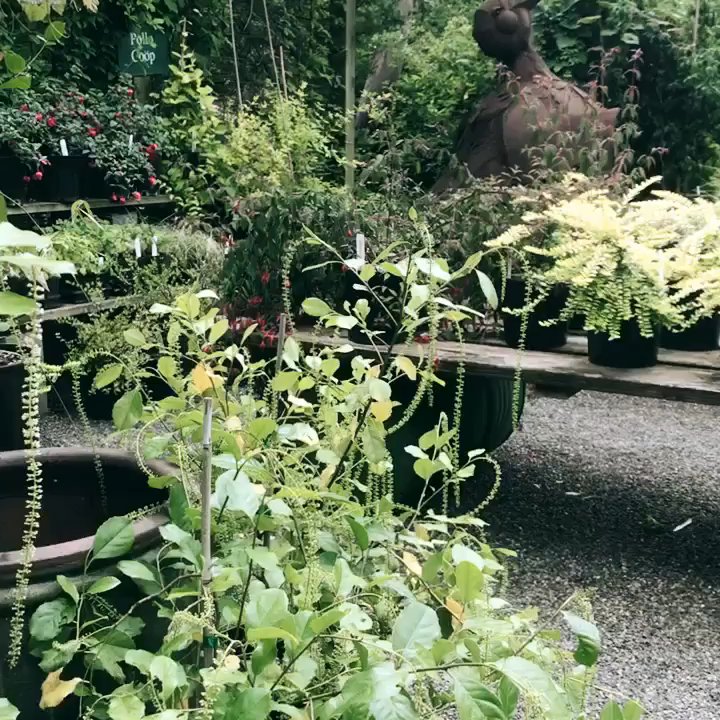 Cistus Nursery - A part of the nursery - Nurseries & Gardening Near Me - Portland, Oregon