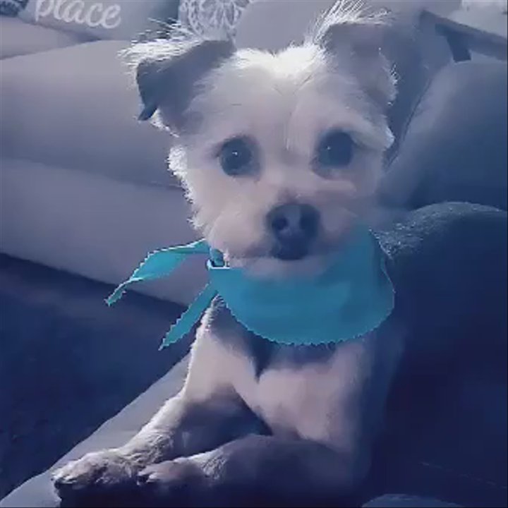 Pet Stop - I got my Snoodles from here  in 2015.  He is a mixed breed of yorkie, poodle and schnauzer its a great combination. - Pet Stores Near Me - Rancho Cucamonga, California