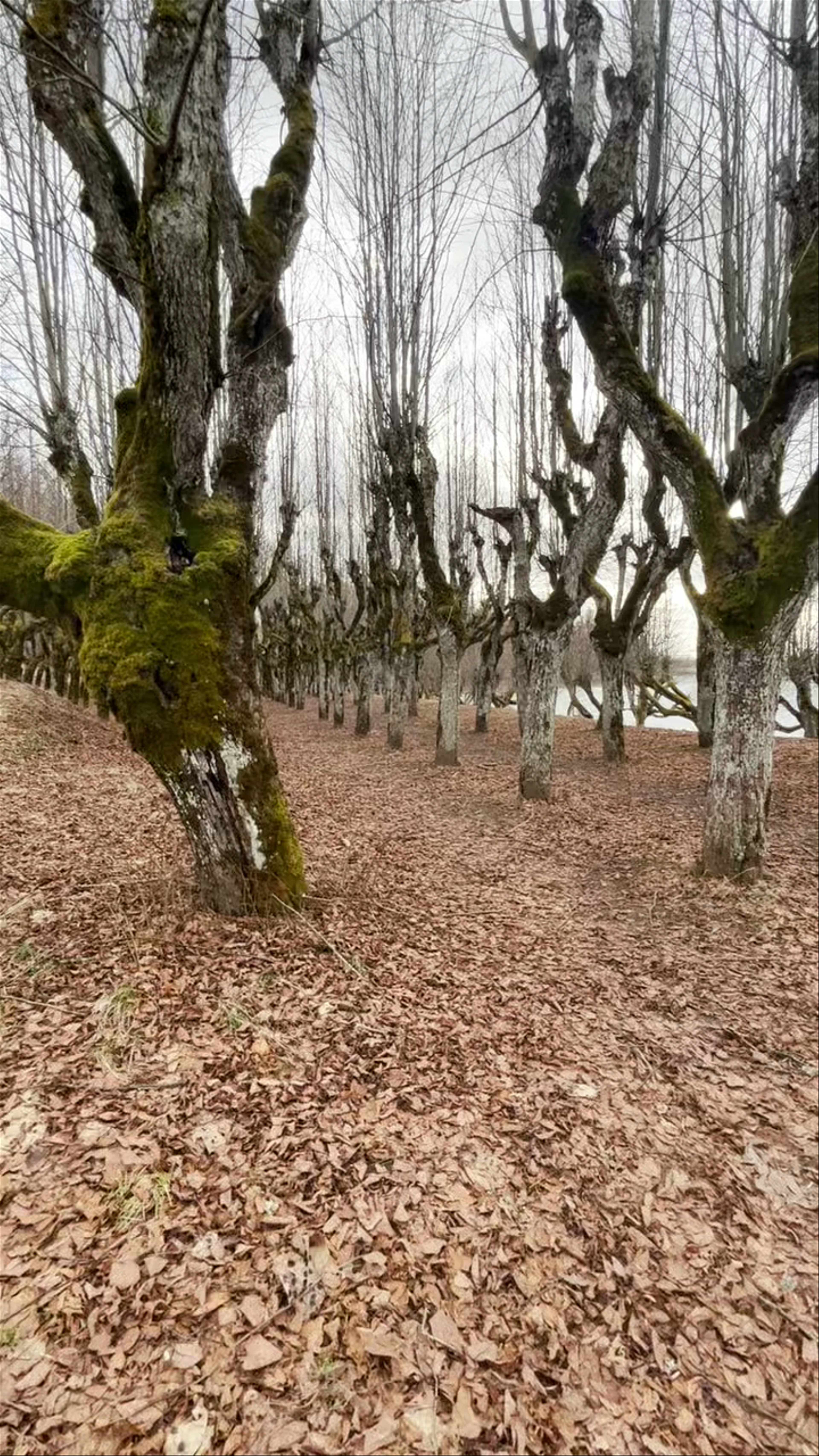 Katvaru muižas parks