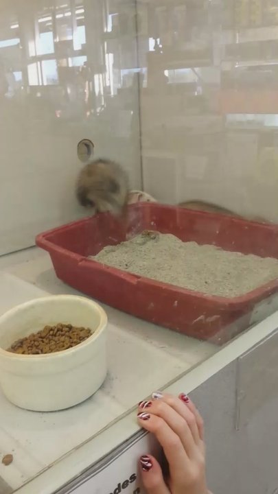 Desert Pet Center - The ferrets are so cute!! - Pet Stores Near Me - Tucson, Arizona