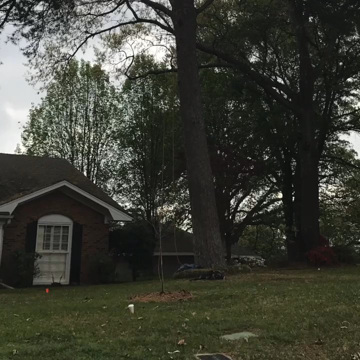 Tyler Stump Grinding - Trust us for your large tree projects. - Tree Services Near Me - Tyler, Texas