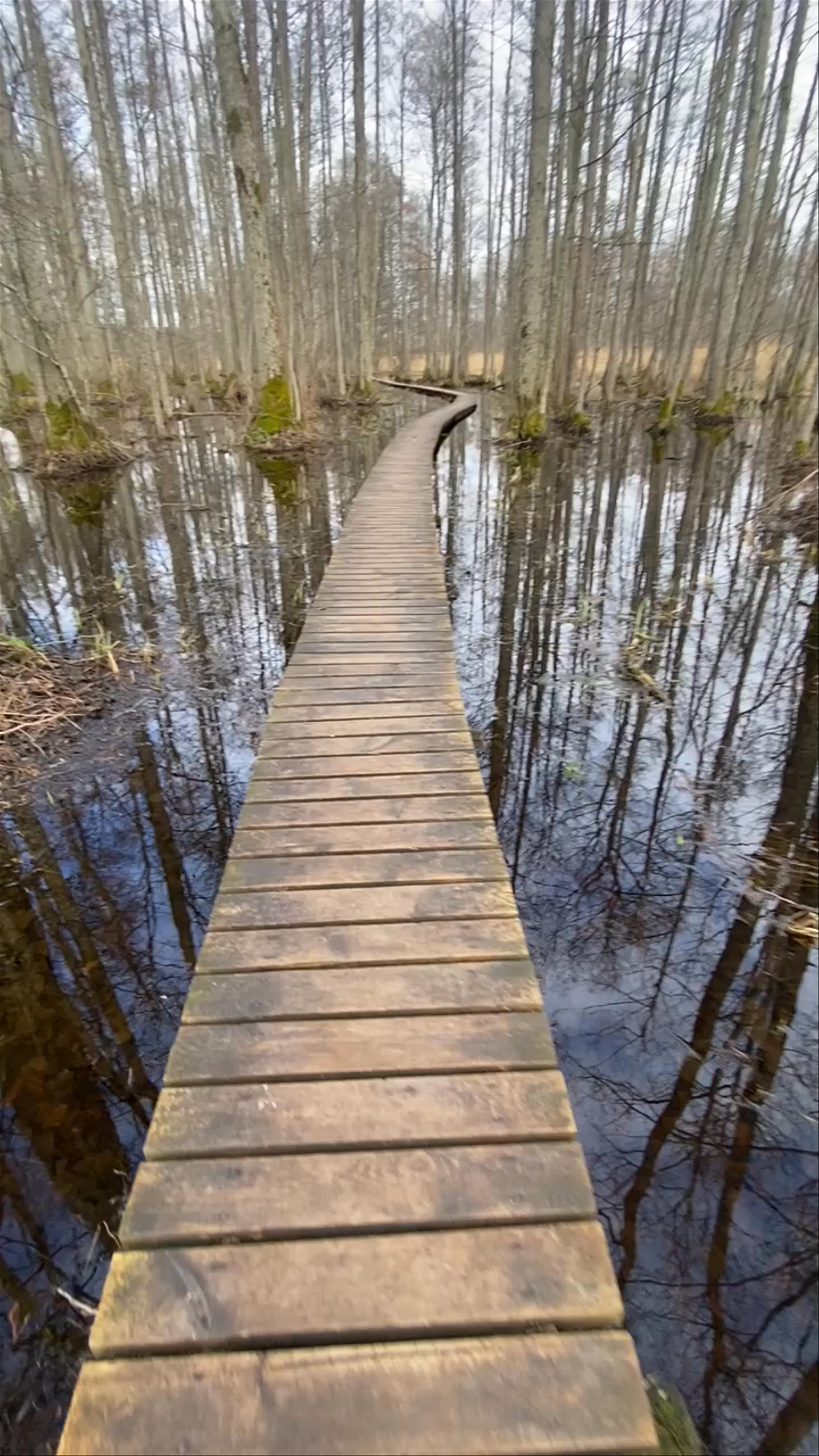 Slokas Ezera Dabas Taka: A Serene Wetland Walk in Jūrmala, Latvia