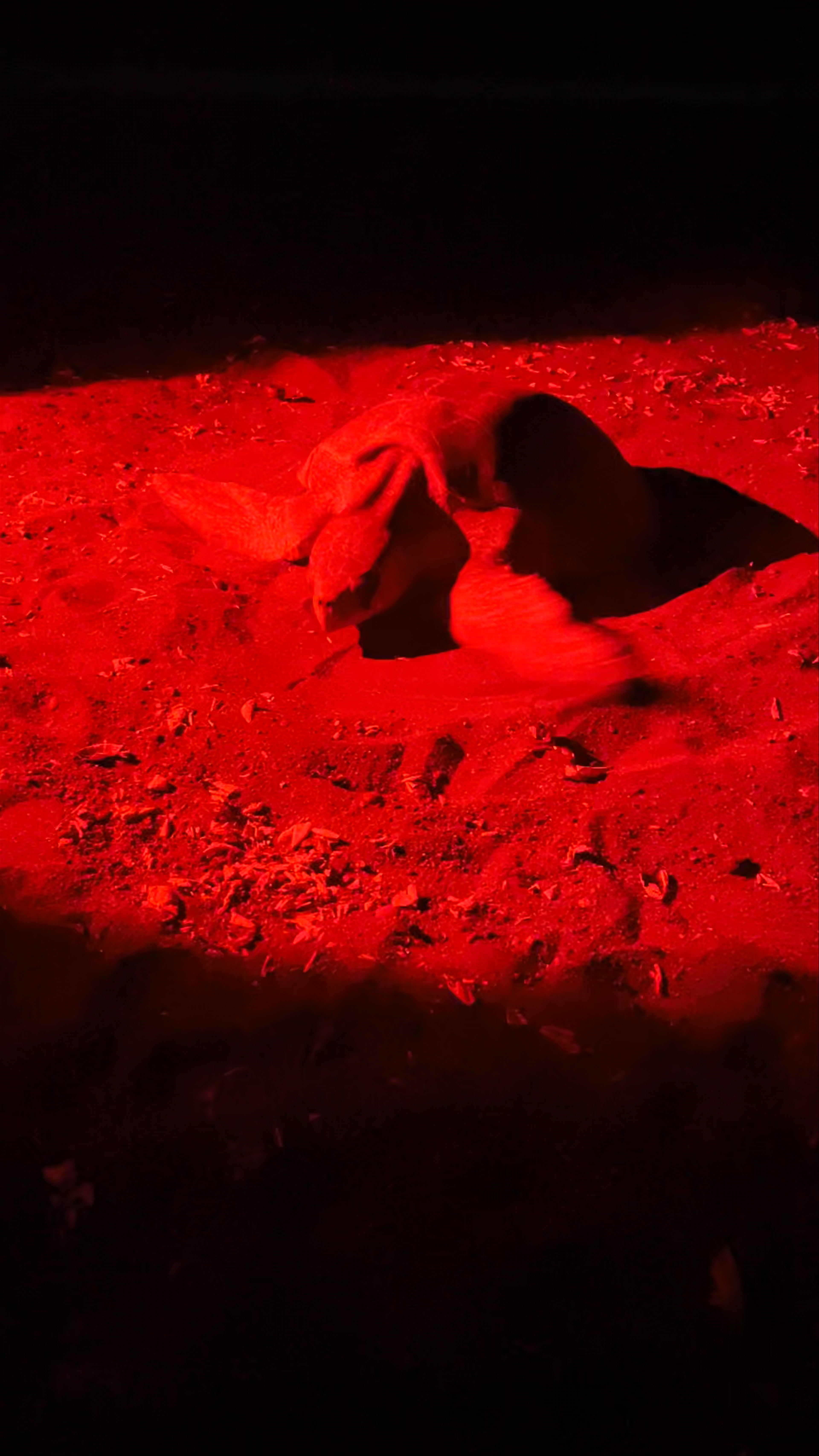 Ostional Nacional Wildlife Refuge