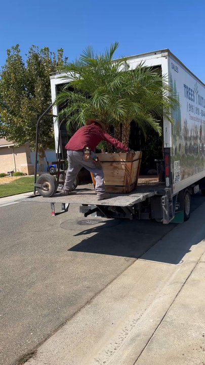 Trees Outlet - trees being delivered on Saturday - Nurseries & Gardening Near Me - Sacramento, California