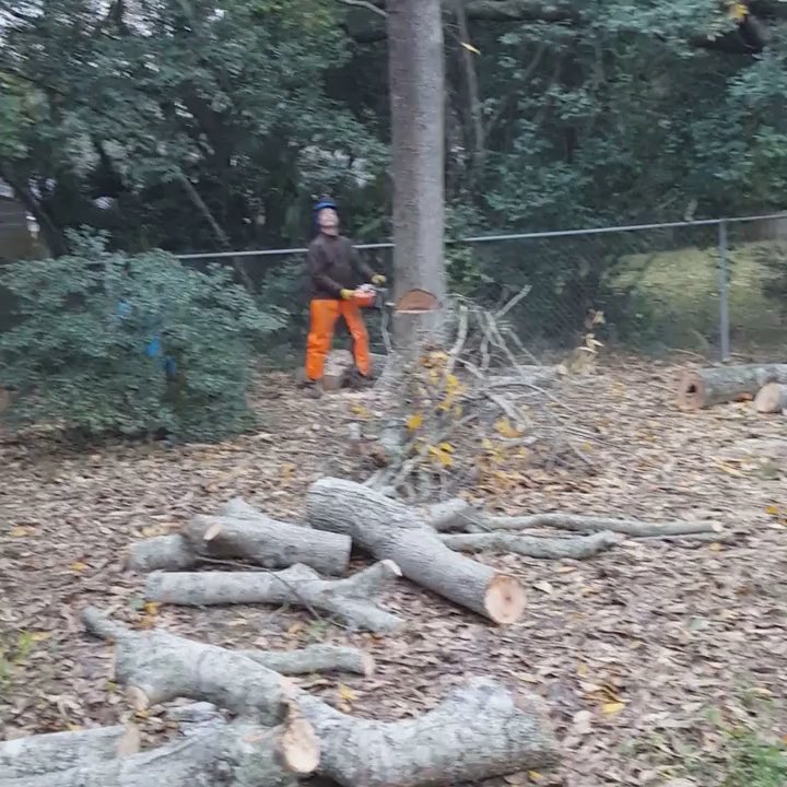 Trees and More of Northwest Florida- Fanberg Brothers - Tree work I'm fwb - Tree Services Near Me - Milton, Florida