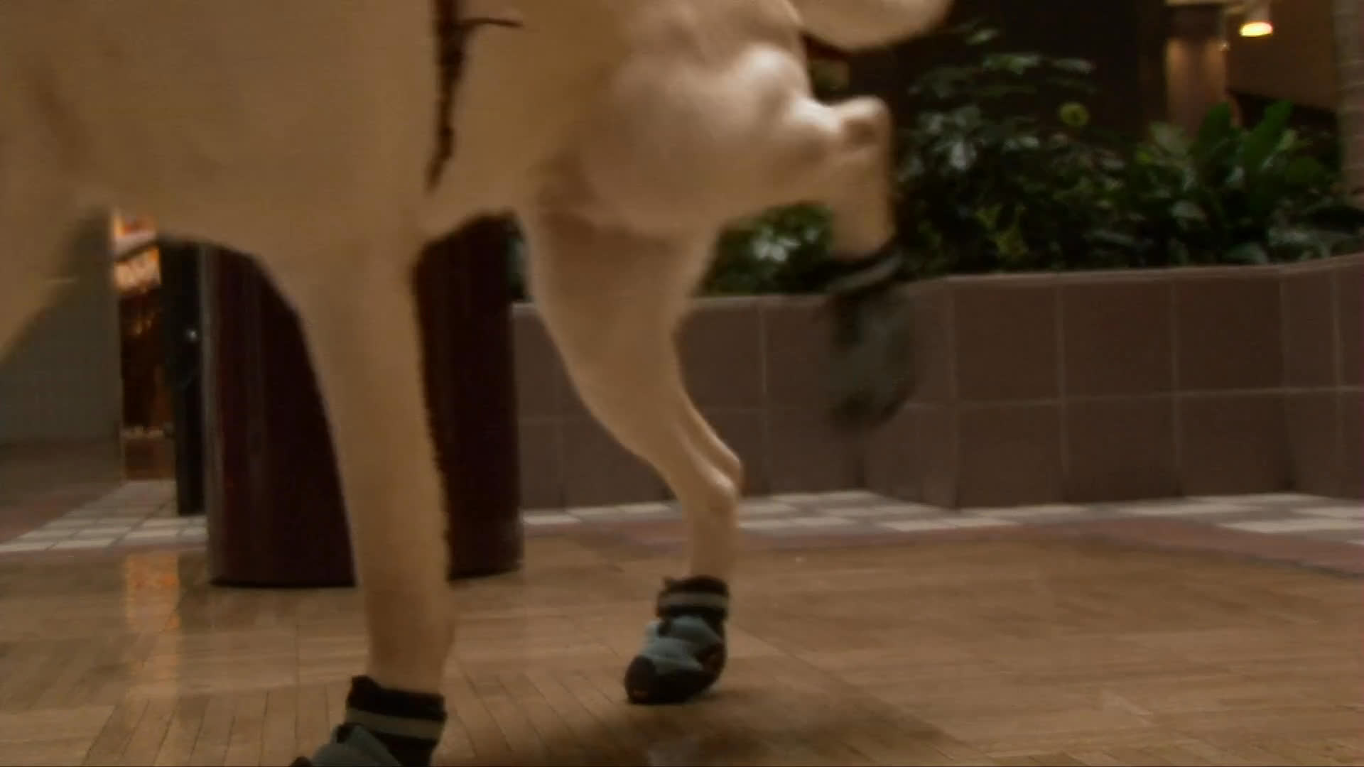 A handler secures protective boots on a labrador retriever service dog before walking through a shopping mall environment to practice navigation.
