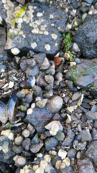 Jack Hyde Park - Shells are alive!! : ) - Parks Near Me - Tacoma, Washington