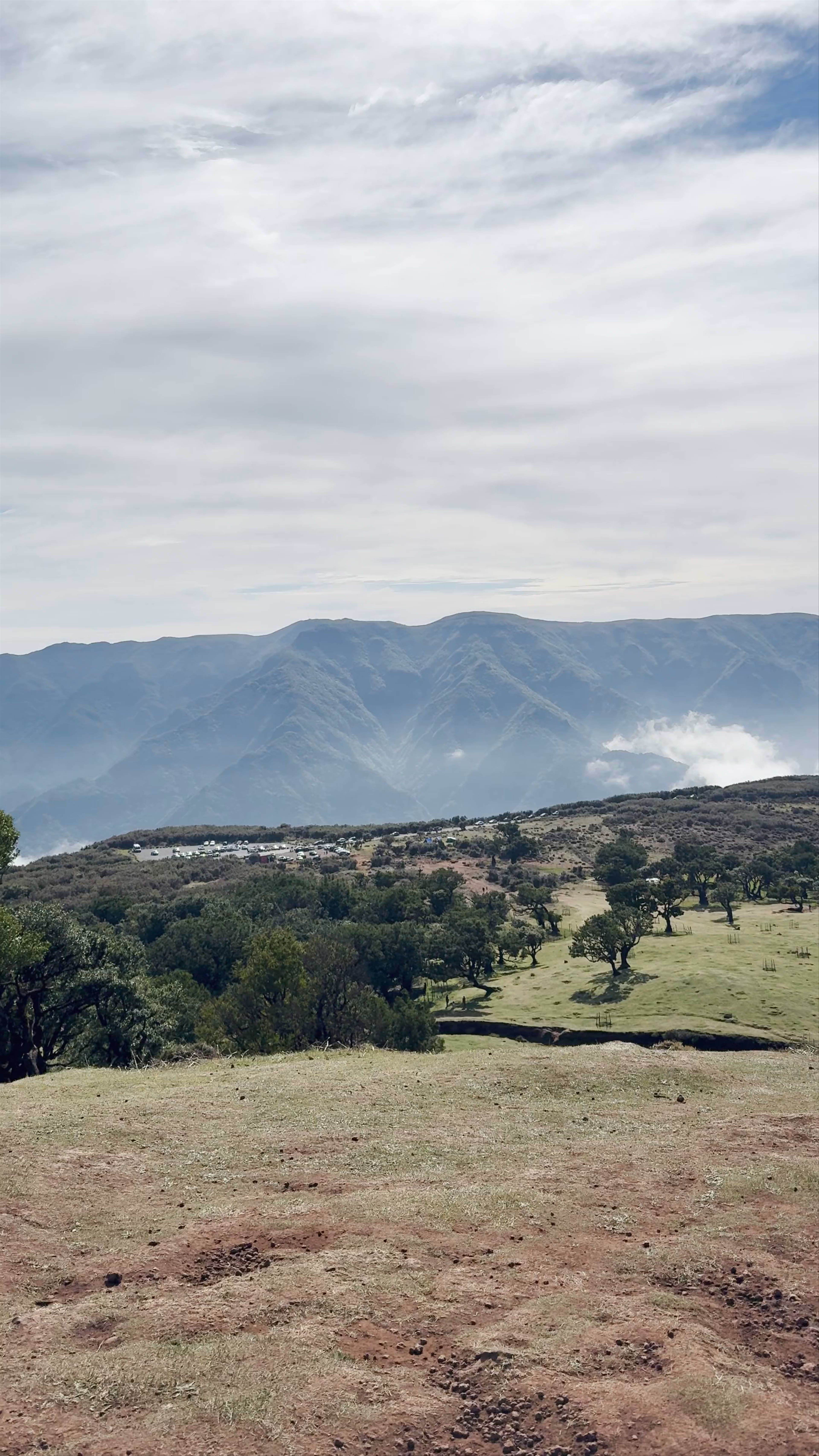 Fanal Forest