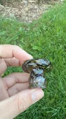 Small image 2
