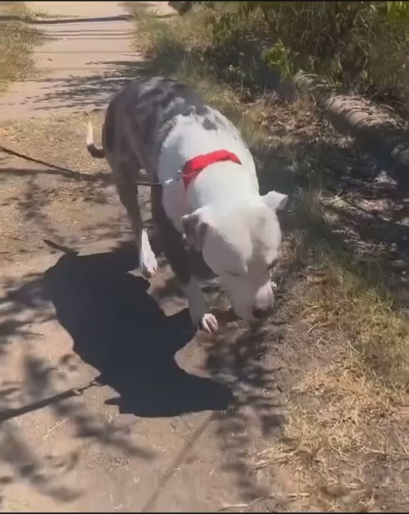 Clutch Towing - My dog limping because he was thrown from the truck after a tow. - Towing Near Me - Brooklyn, New York