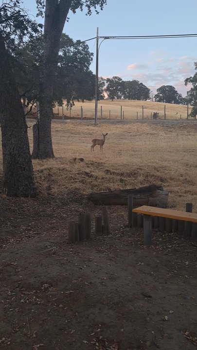 Johnny Cash Trail - Walking by a doe on the trail - Landmarks & Historical Buildings Near Me - Folsom, California
