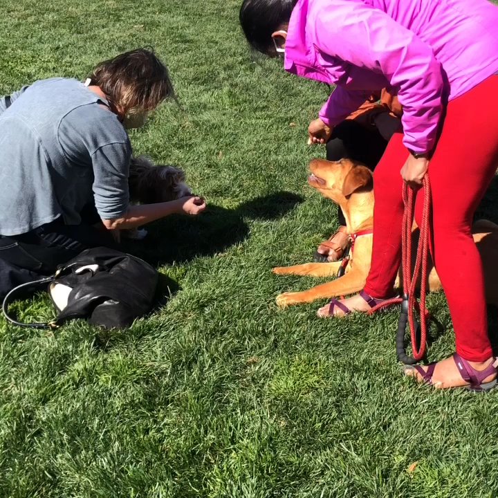 The Pup School - Pet Training Near Me