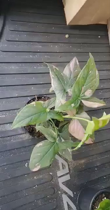 We Love Plants - Nurseries & Gardening Near Me - Orlando, Florida