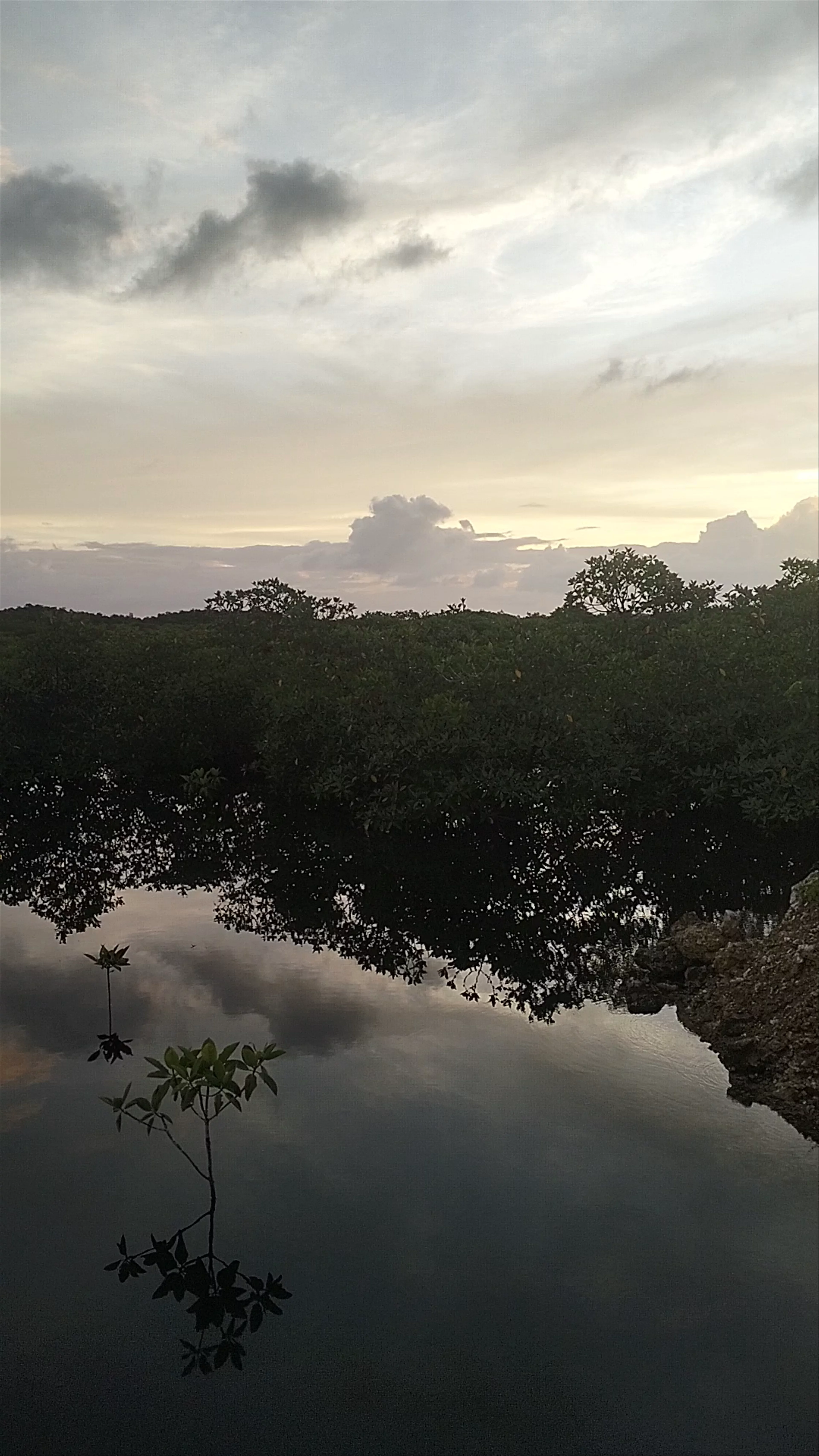Del Carmen Mangrove Boardwalk