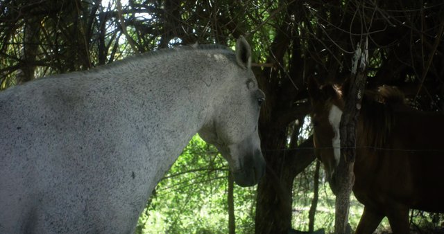 Horses in a rainforest