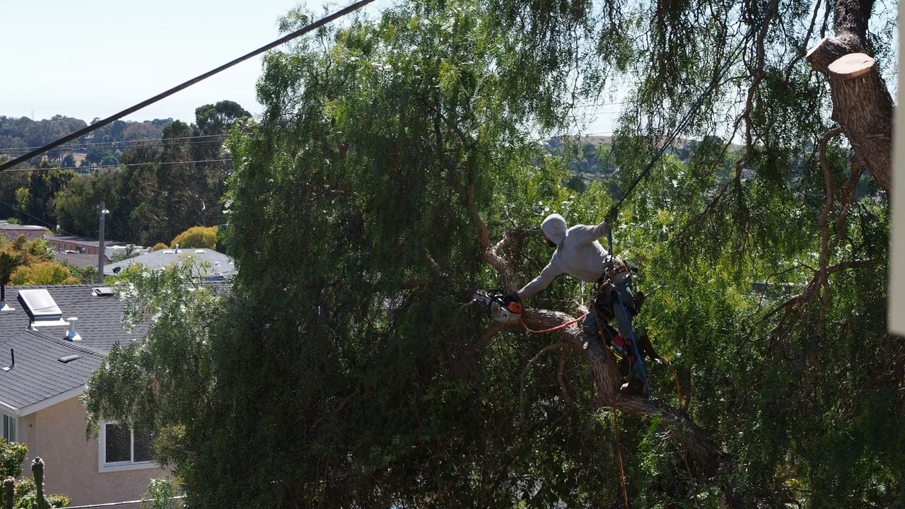 Ray's Tree Services - Branch removal - Tree Services Near Me - Vallejo, California