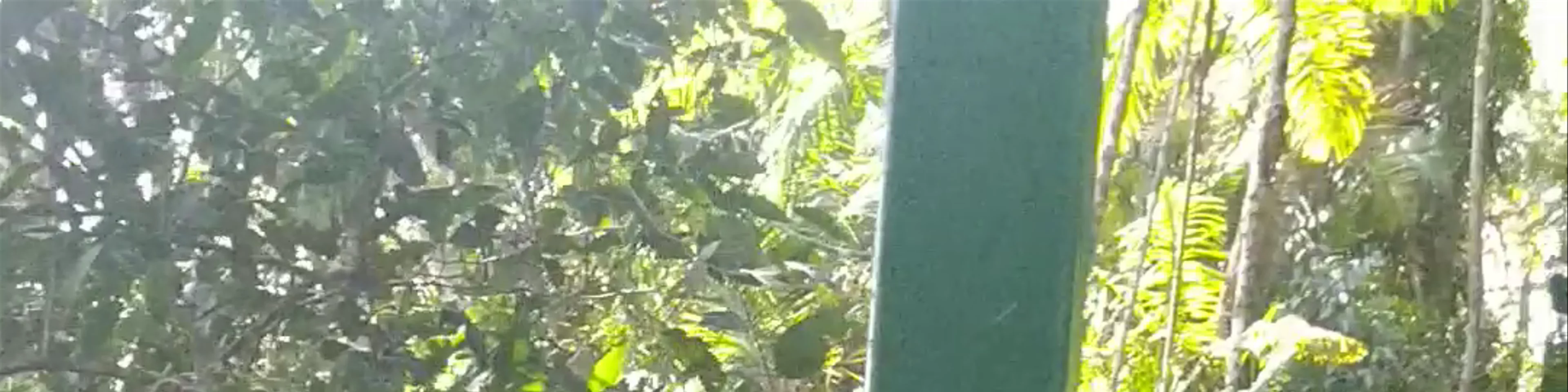 Aerial tram Gamboa resort