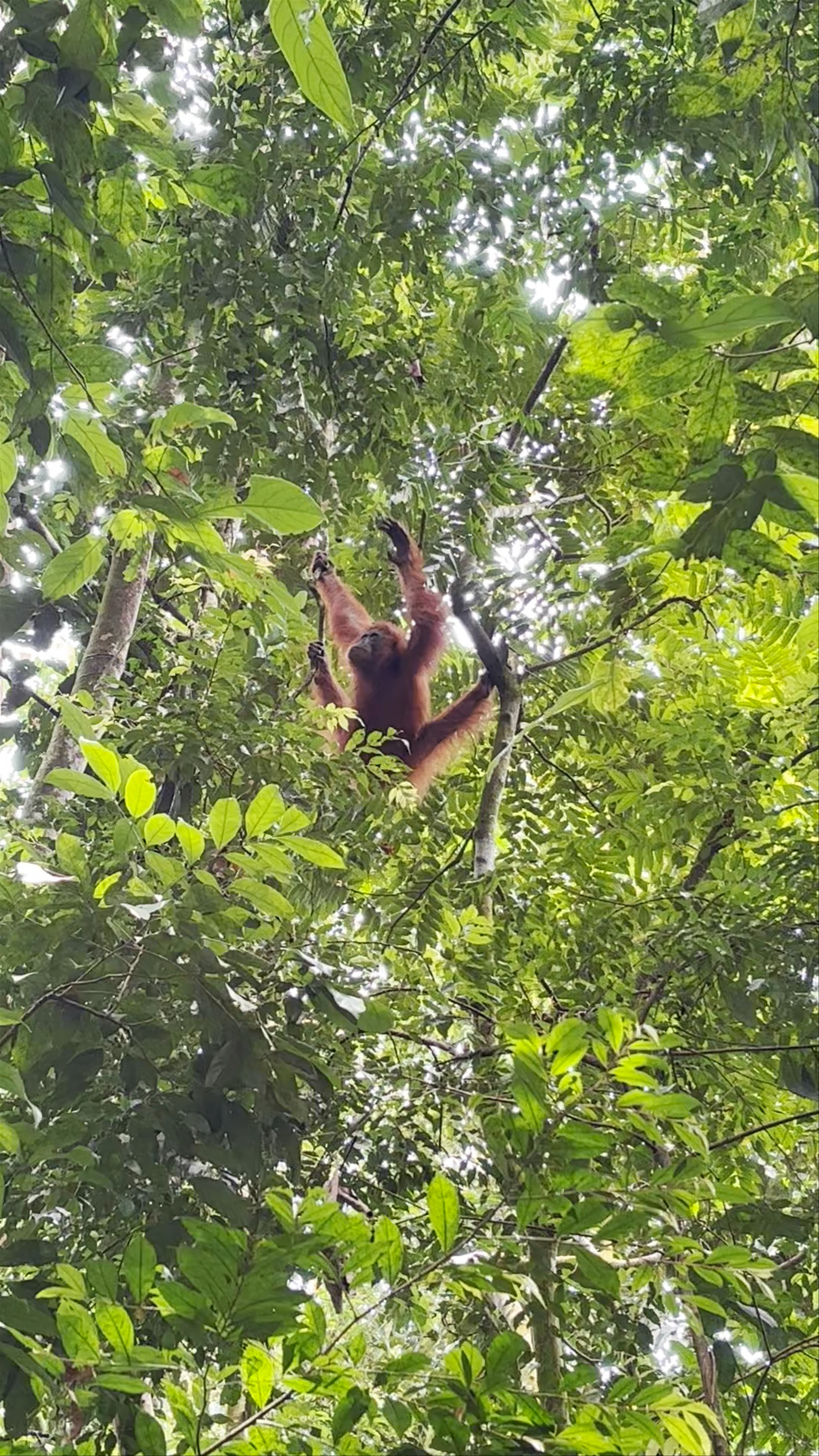 Bukit Lawang Orangutan Trekking