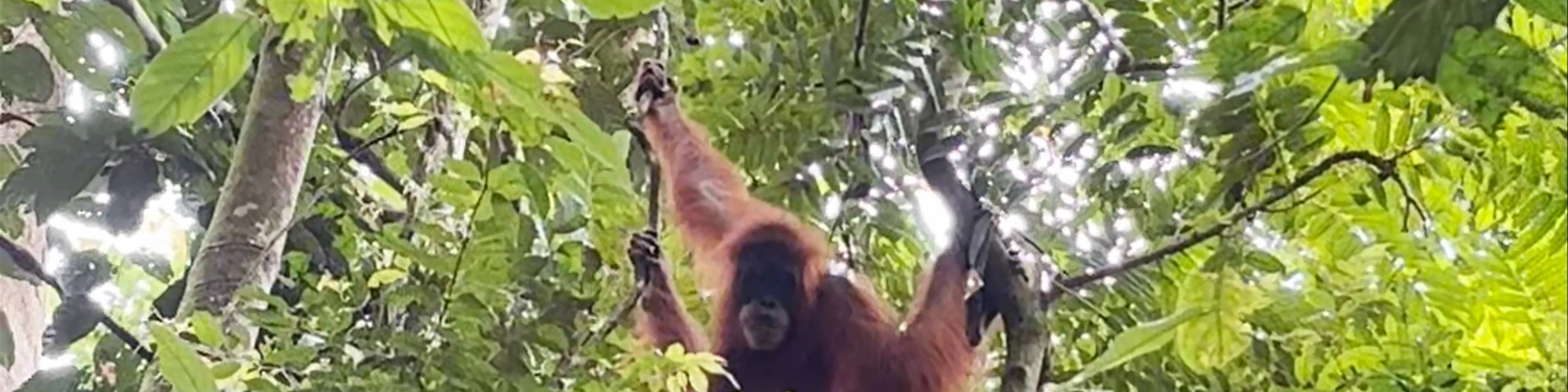 Bukit Lawang Orangutan Trekking