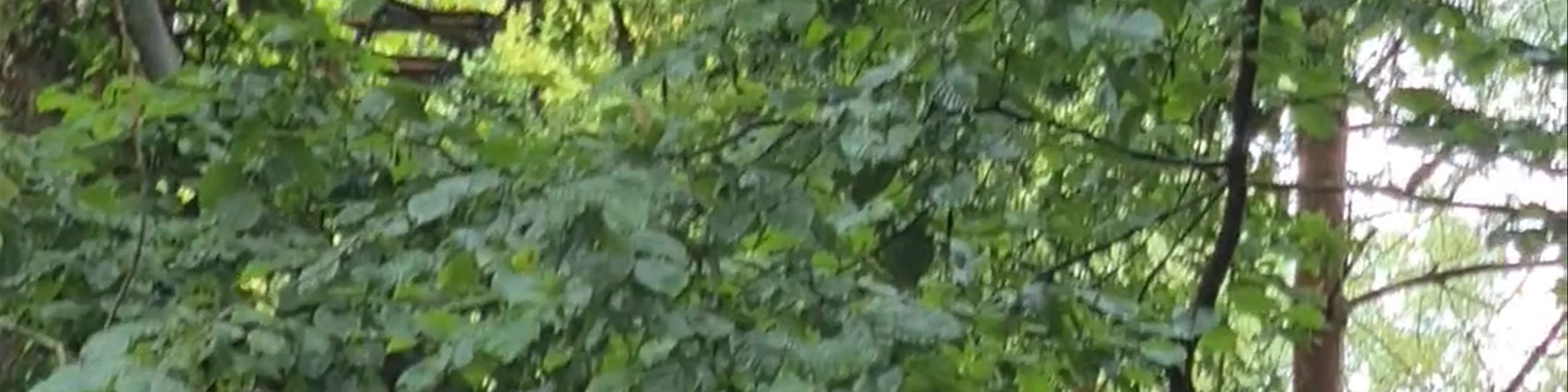 Go Ape Coventry  