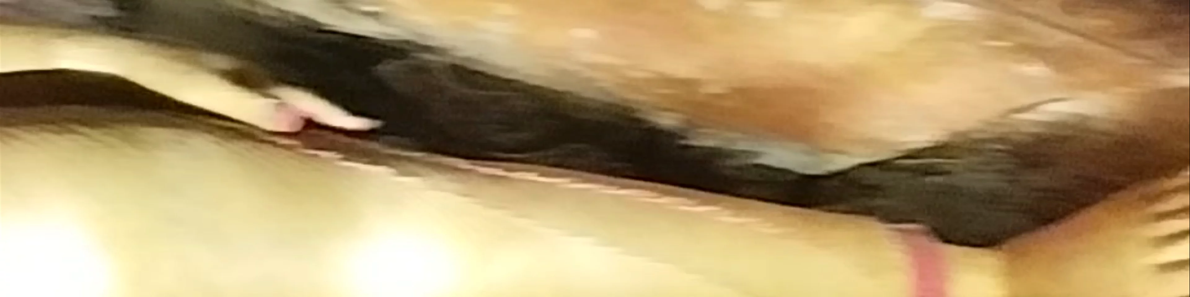 Rangiri Dambulu Rajamaha Viharaya (Dambulla Royal Cave Temple)