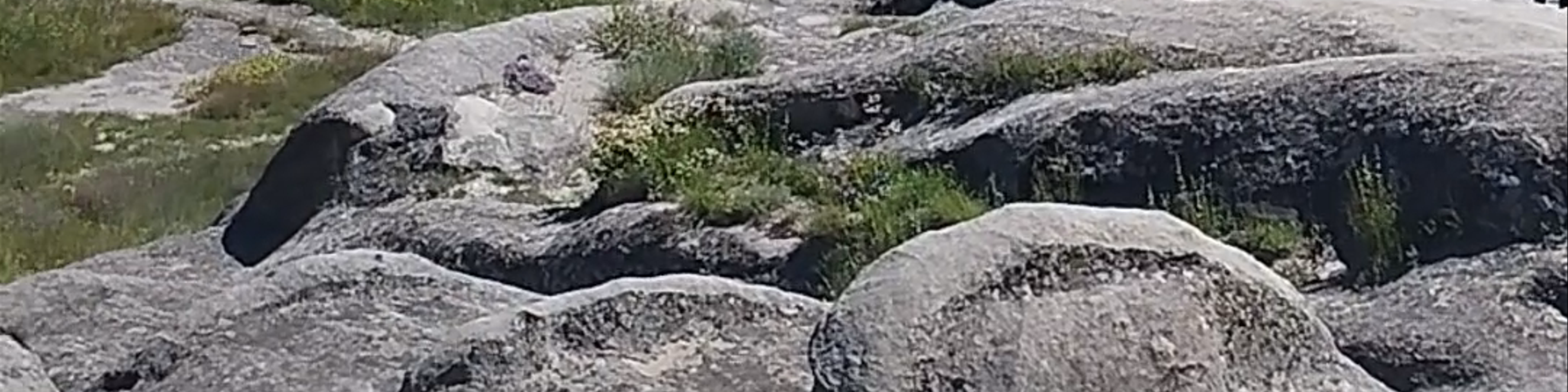 Gori