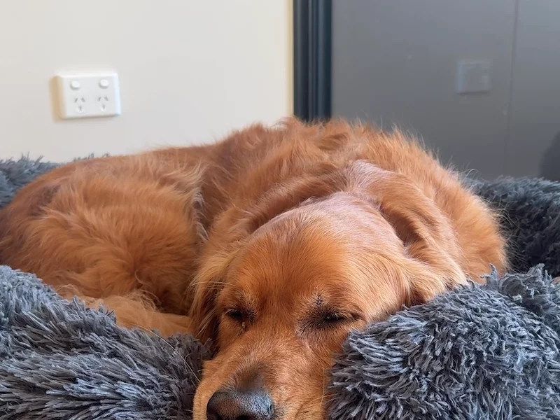 Brooklyn Dog Bed