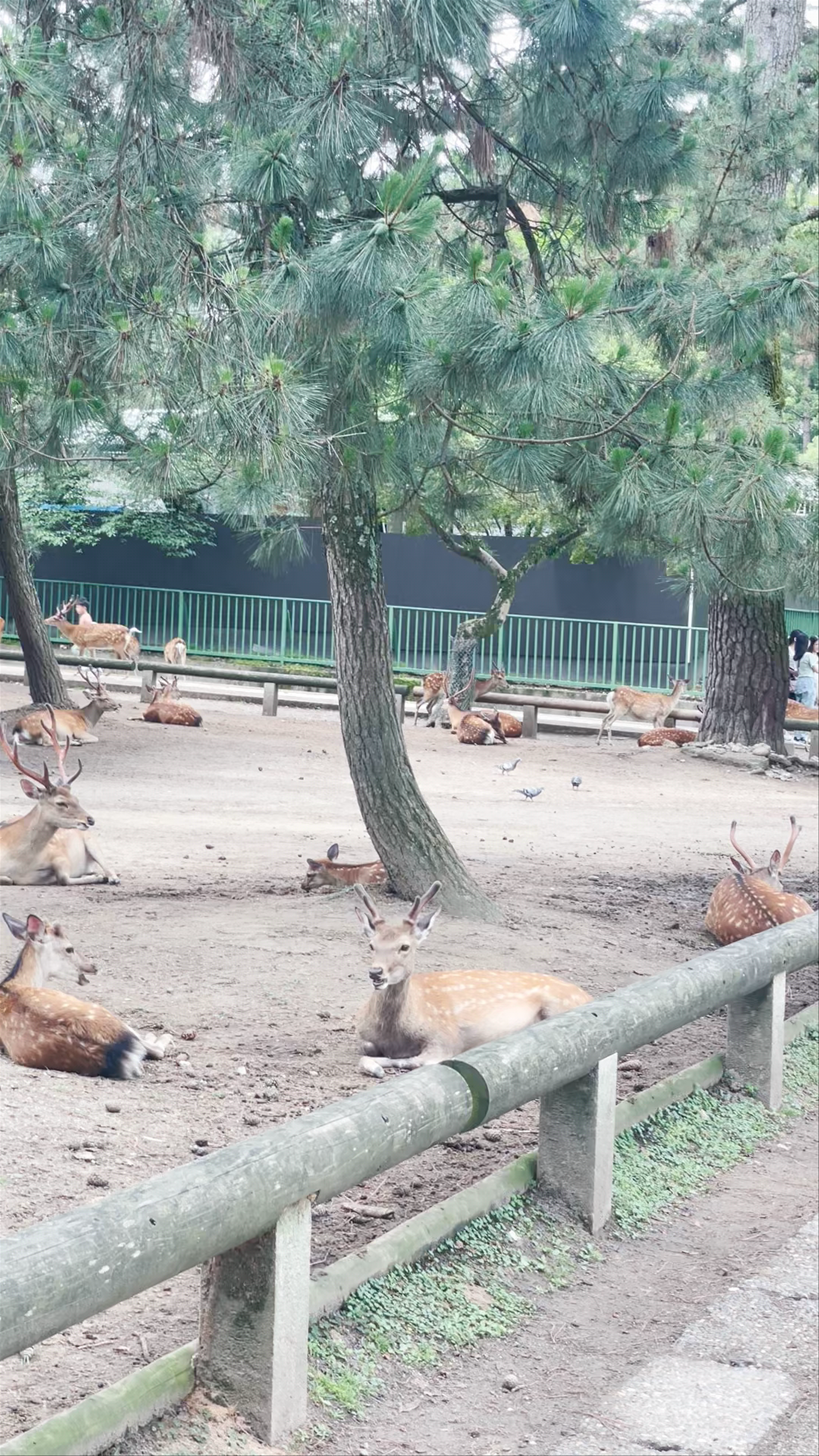 Nara Park