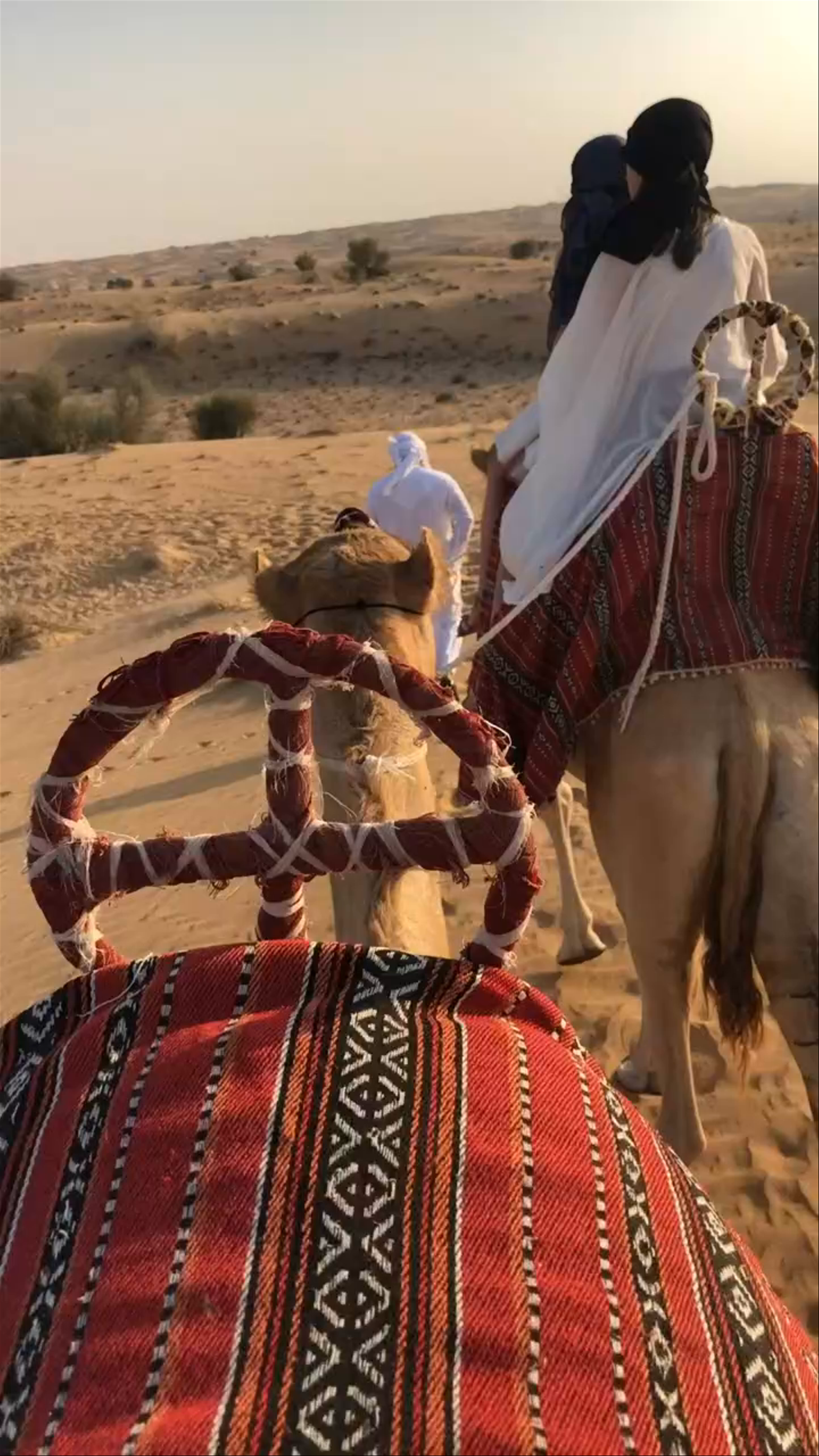 Dubai Desert Safari: Authentic Camel Trekking Experience