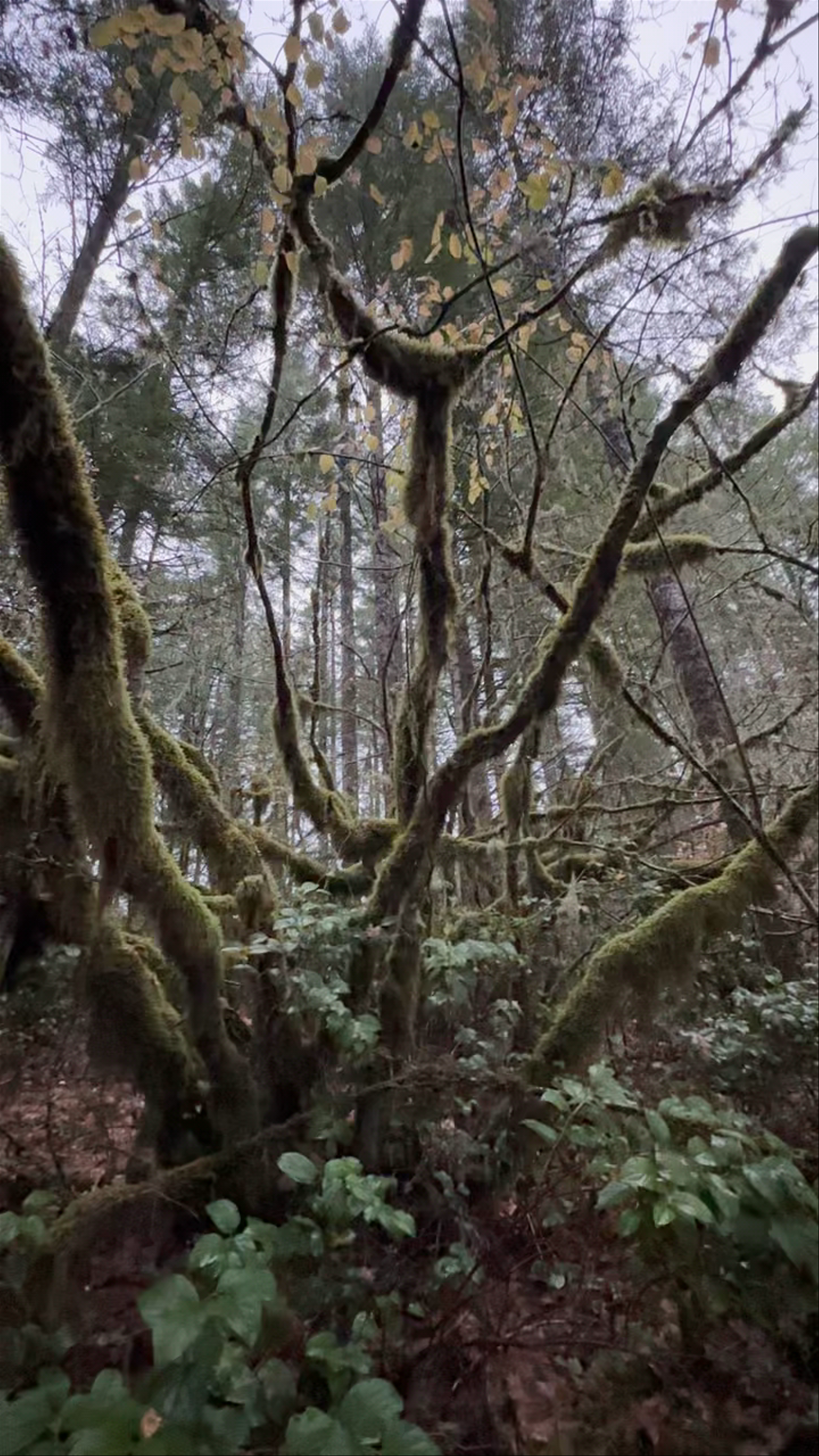 Silver Falls State Park