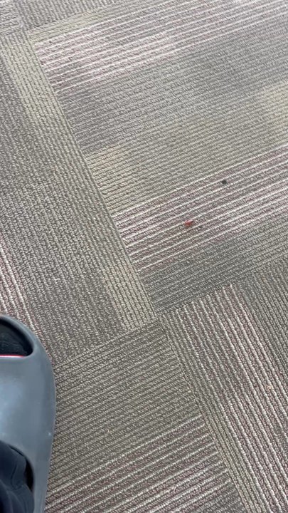 Stanton Optical - Roaches all through this place and dead roaches under chairs - Optometrists Near Me - Fair Oaks, California
