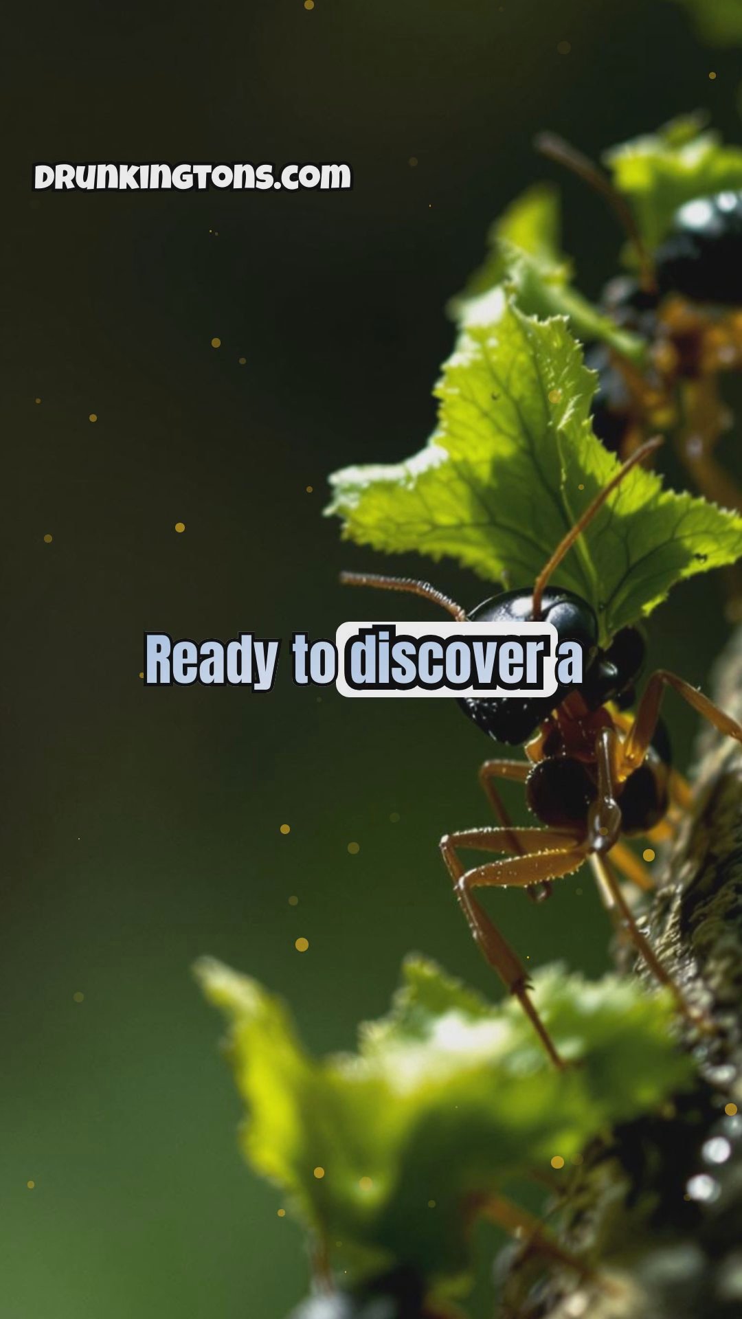 The World of Insects