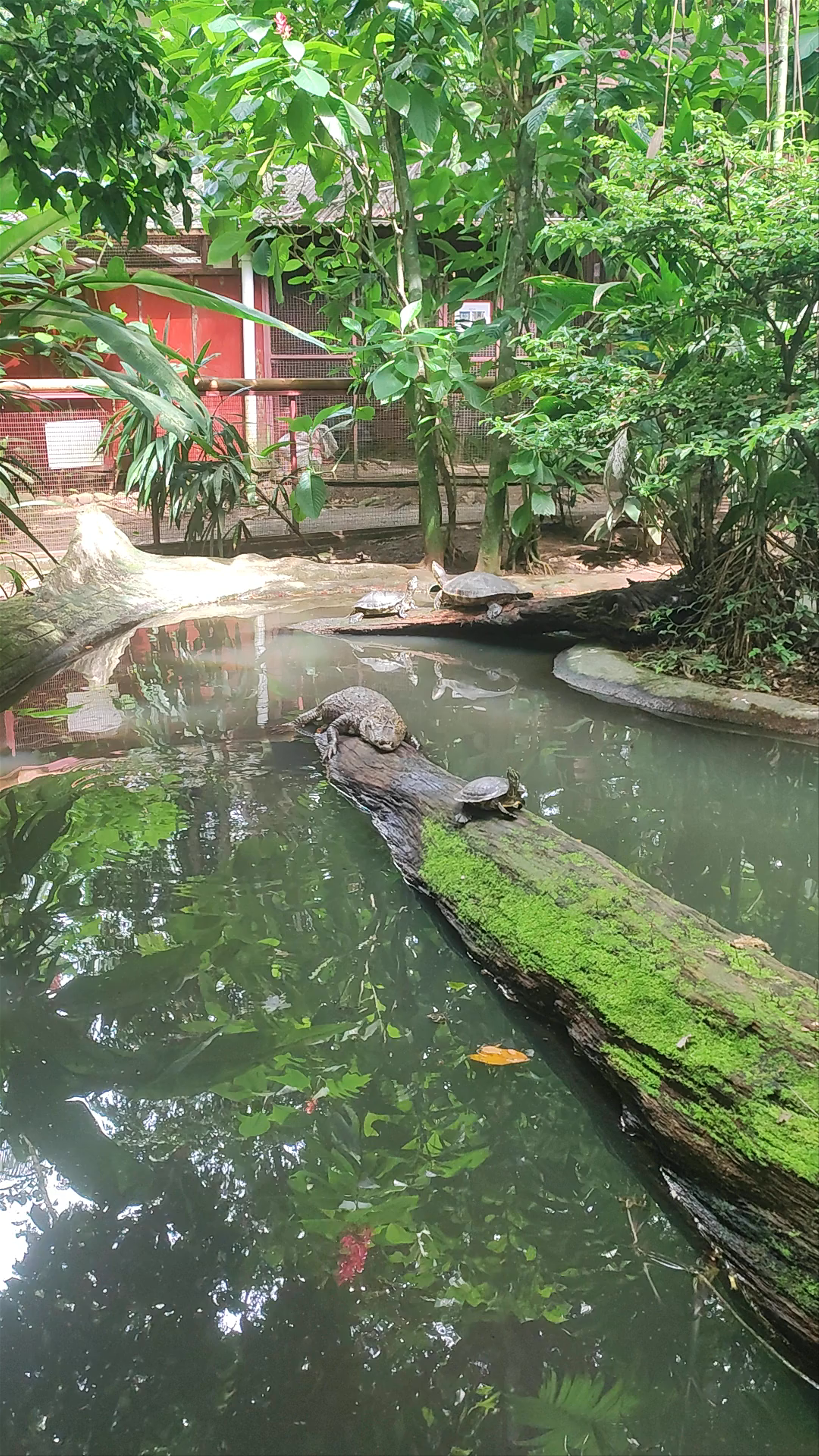 Jaguar Rescue Center