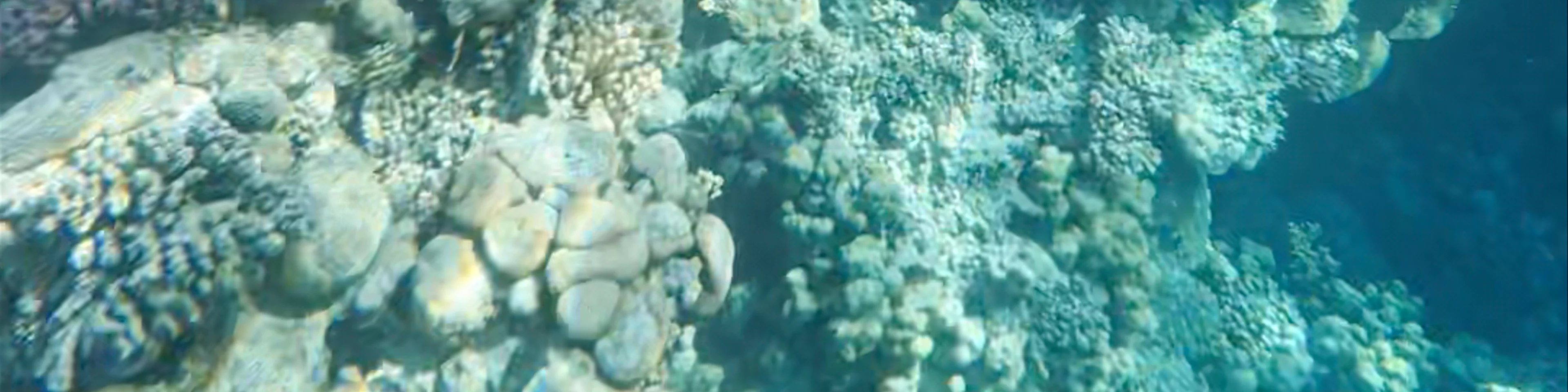 Temple Reef