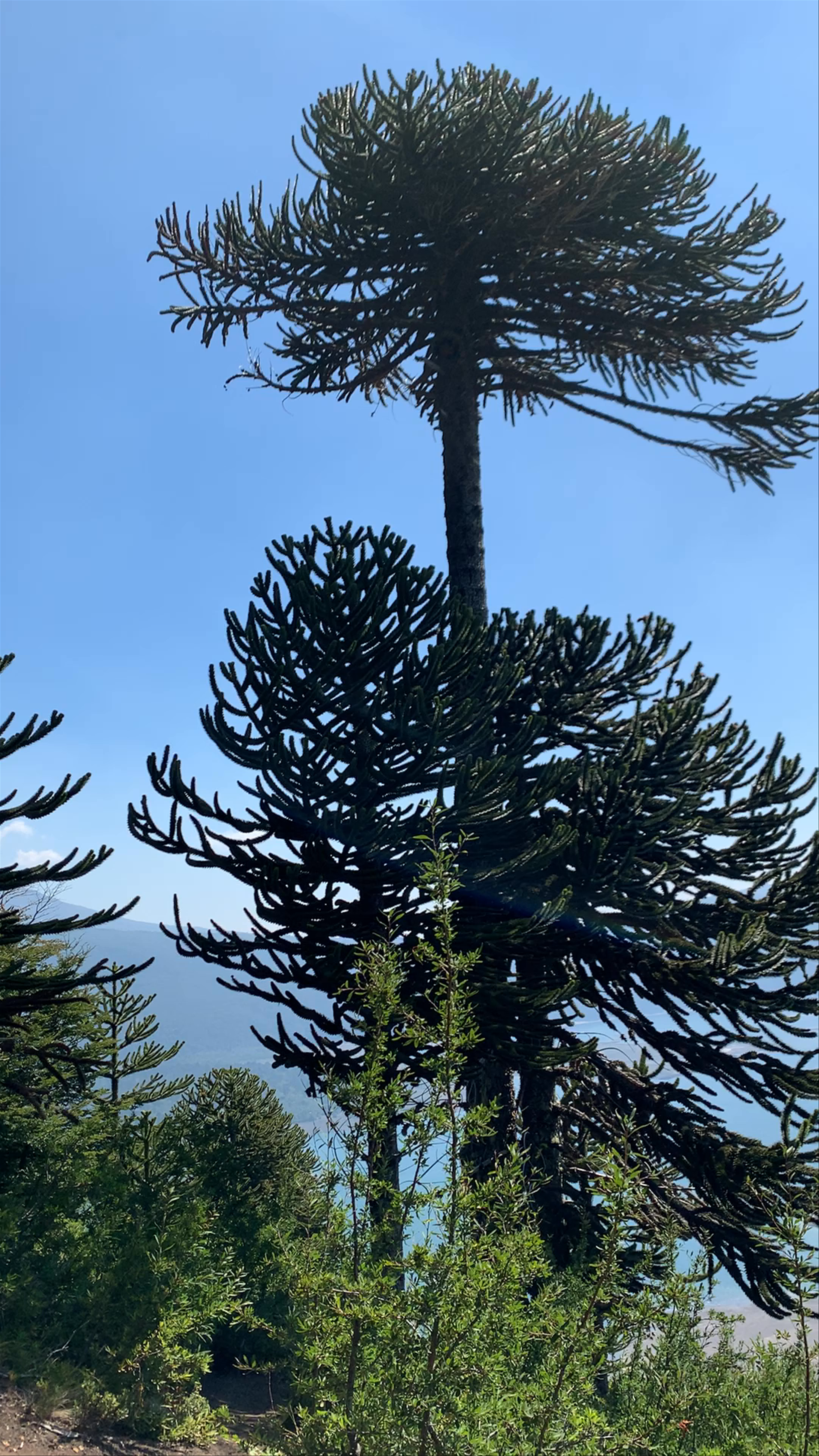 Parque Nacional Conguillio