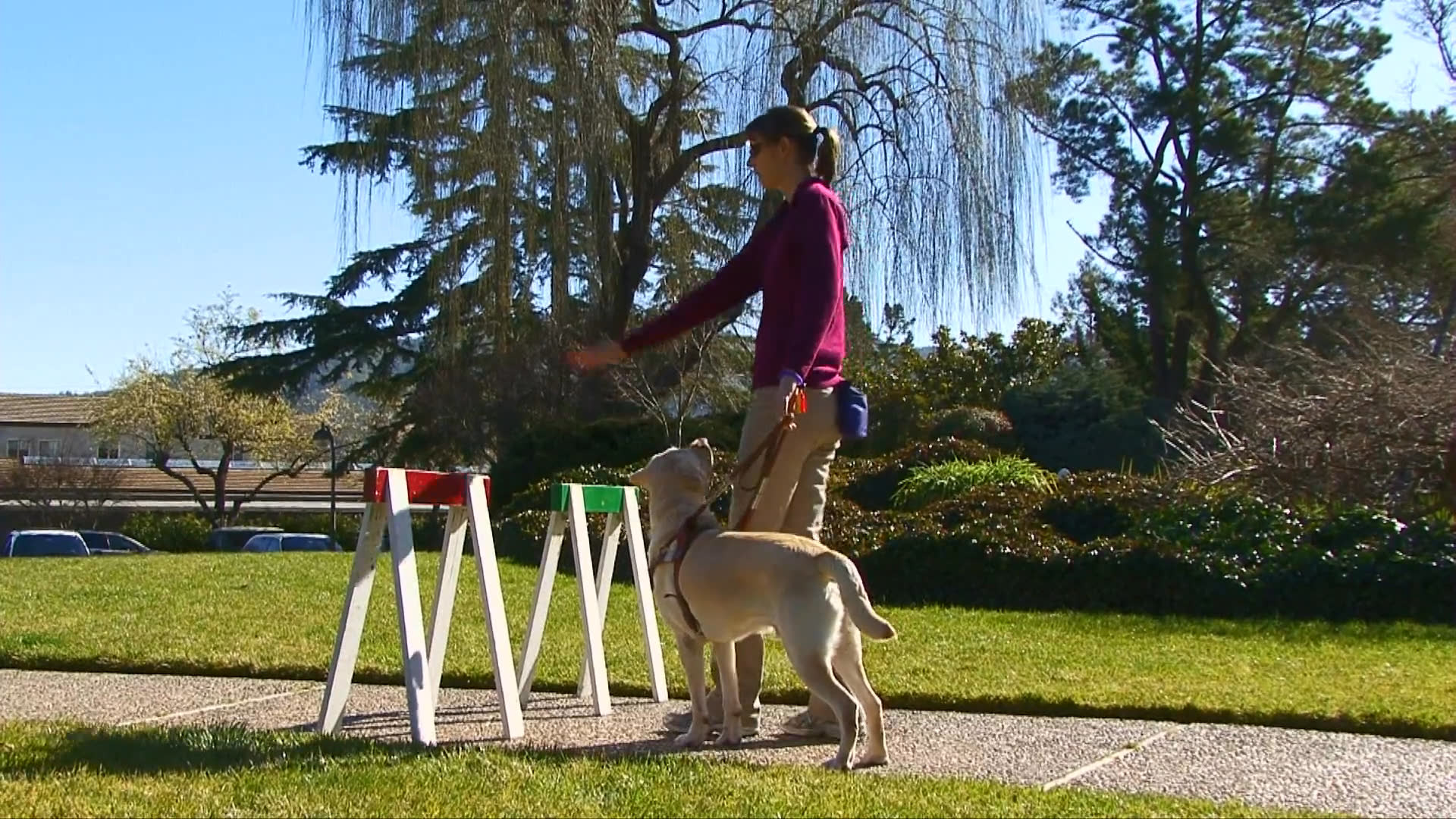 A trainer demonstrates how a service dog learns intelligent disobedience by refusing a command that would lead the handler into a hazardous situation. The training session includes practical exercises in an outdoor setting and expert commentary on the dog's role.