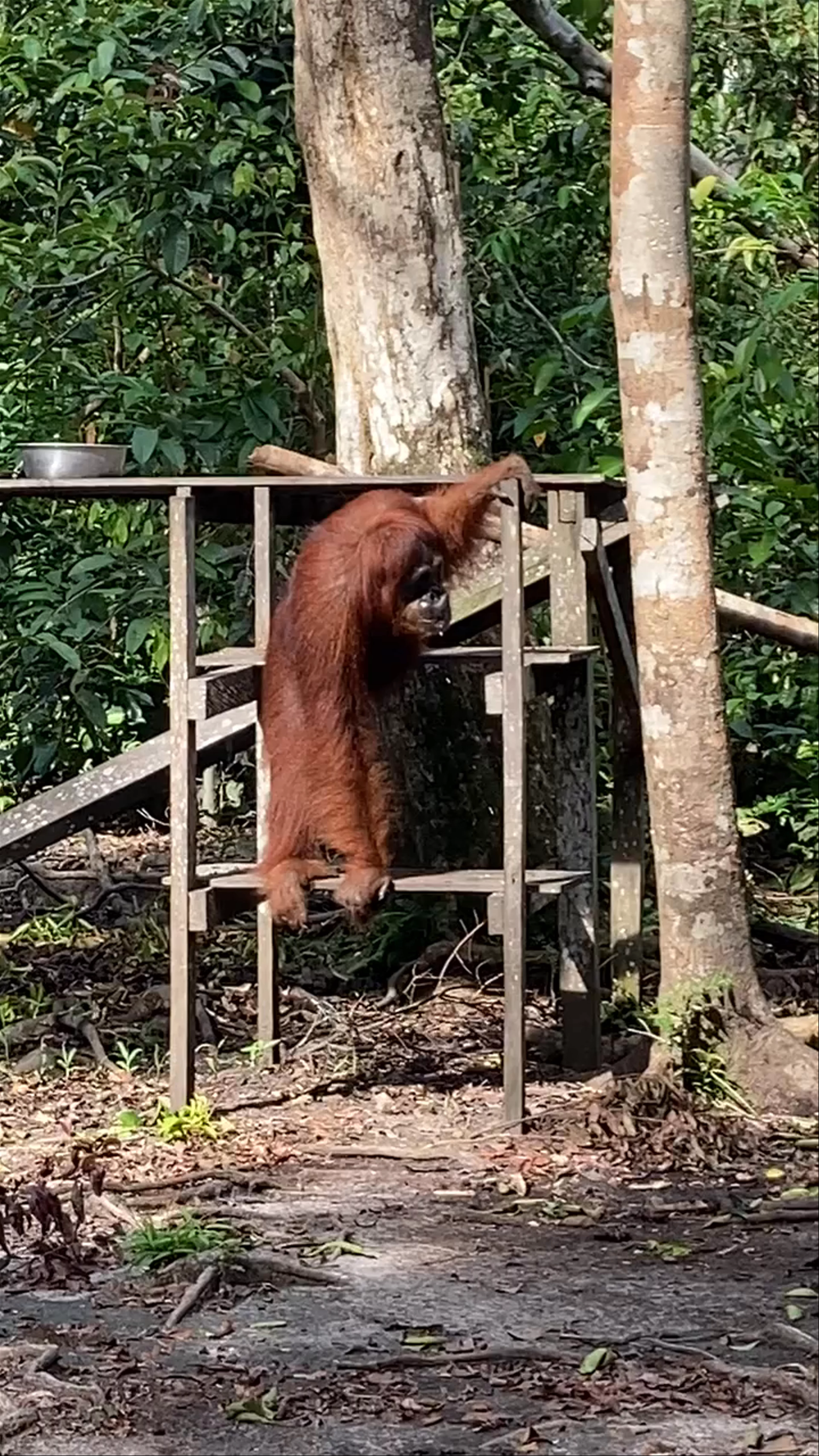 Camp Leakey