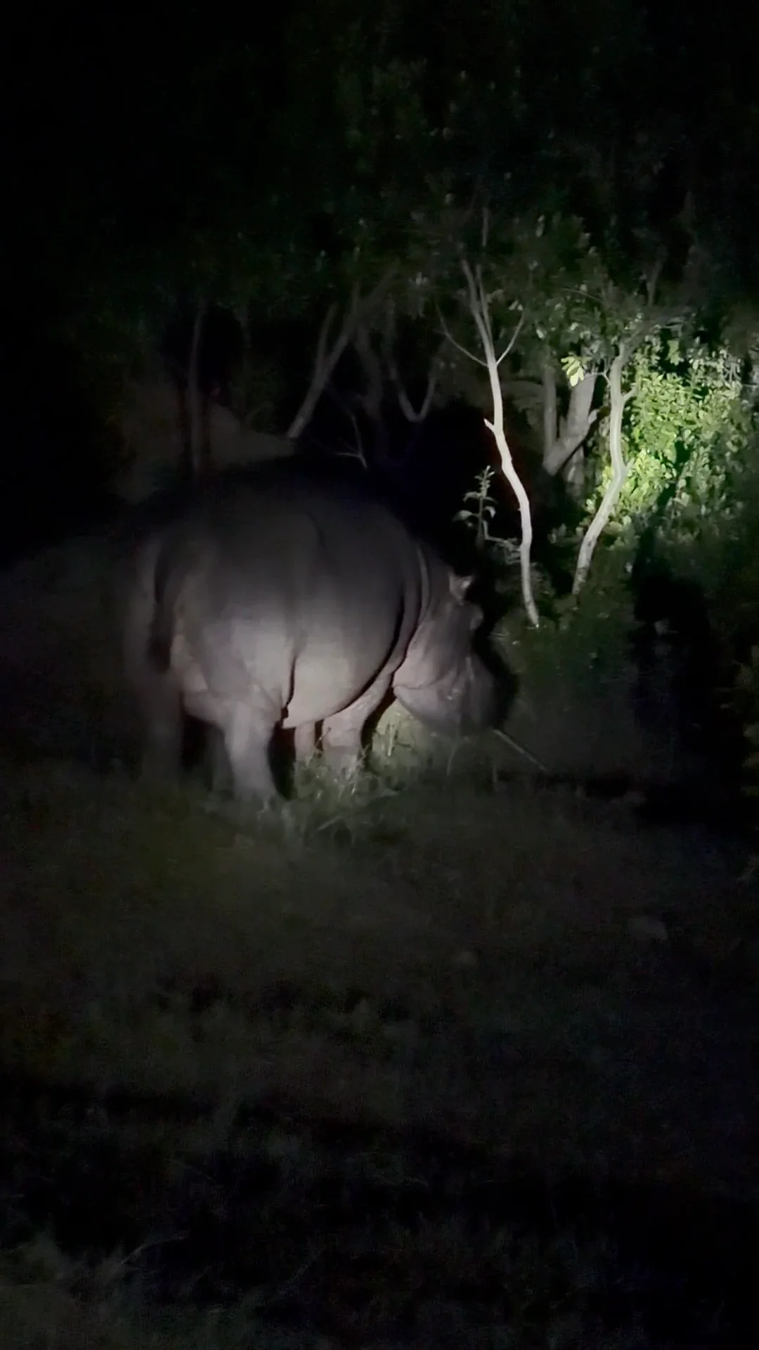 Video 8 · Verónica · Uganda Safari: trekking con los Gorilas de montaña y safari con los Big 5