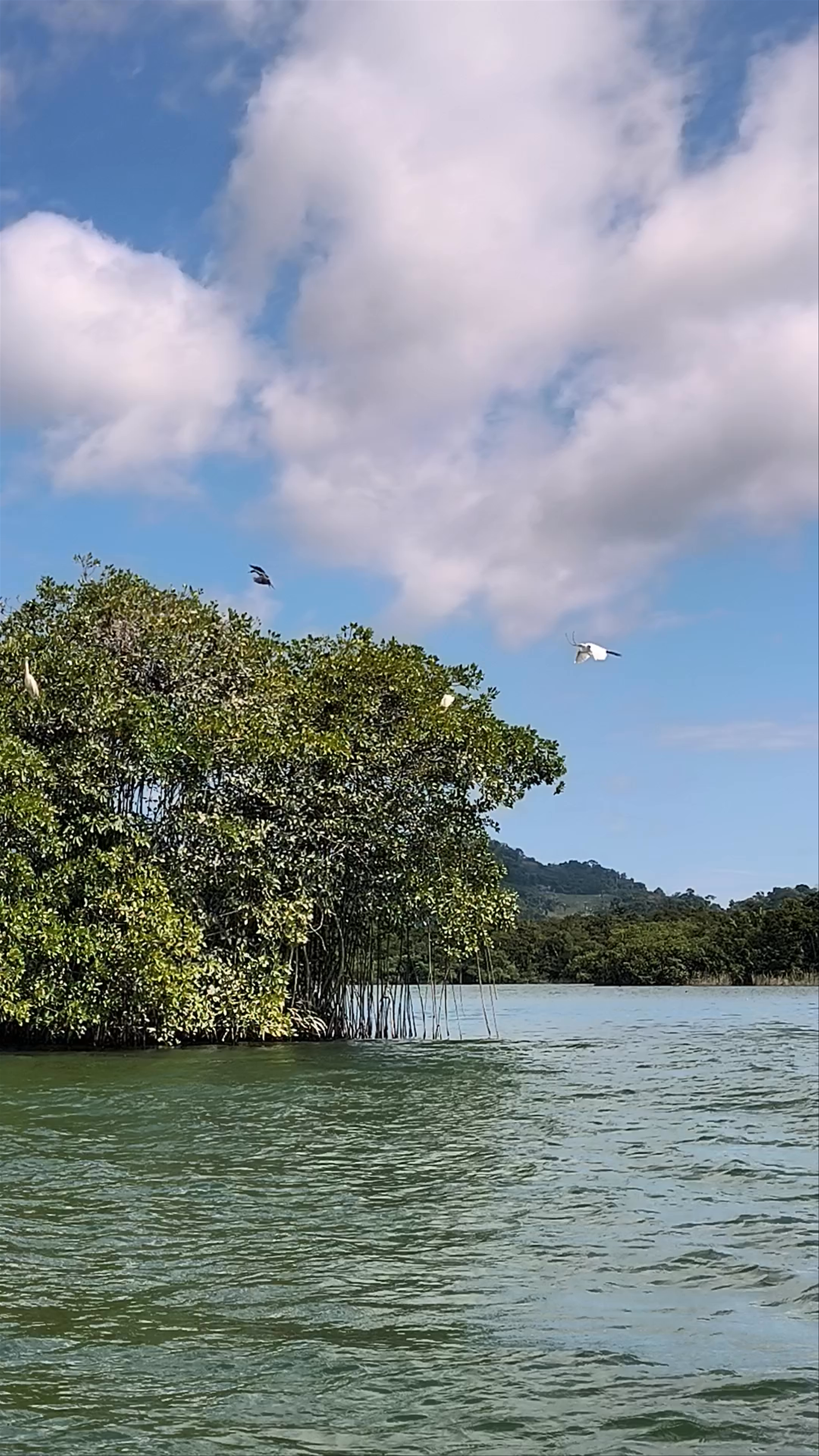 Cayo Palomo (Isla de pájaros)