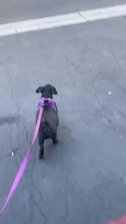 My Children Bark - Gia handling her business - Pet Boarding Near Me - Long Beach, California
