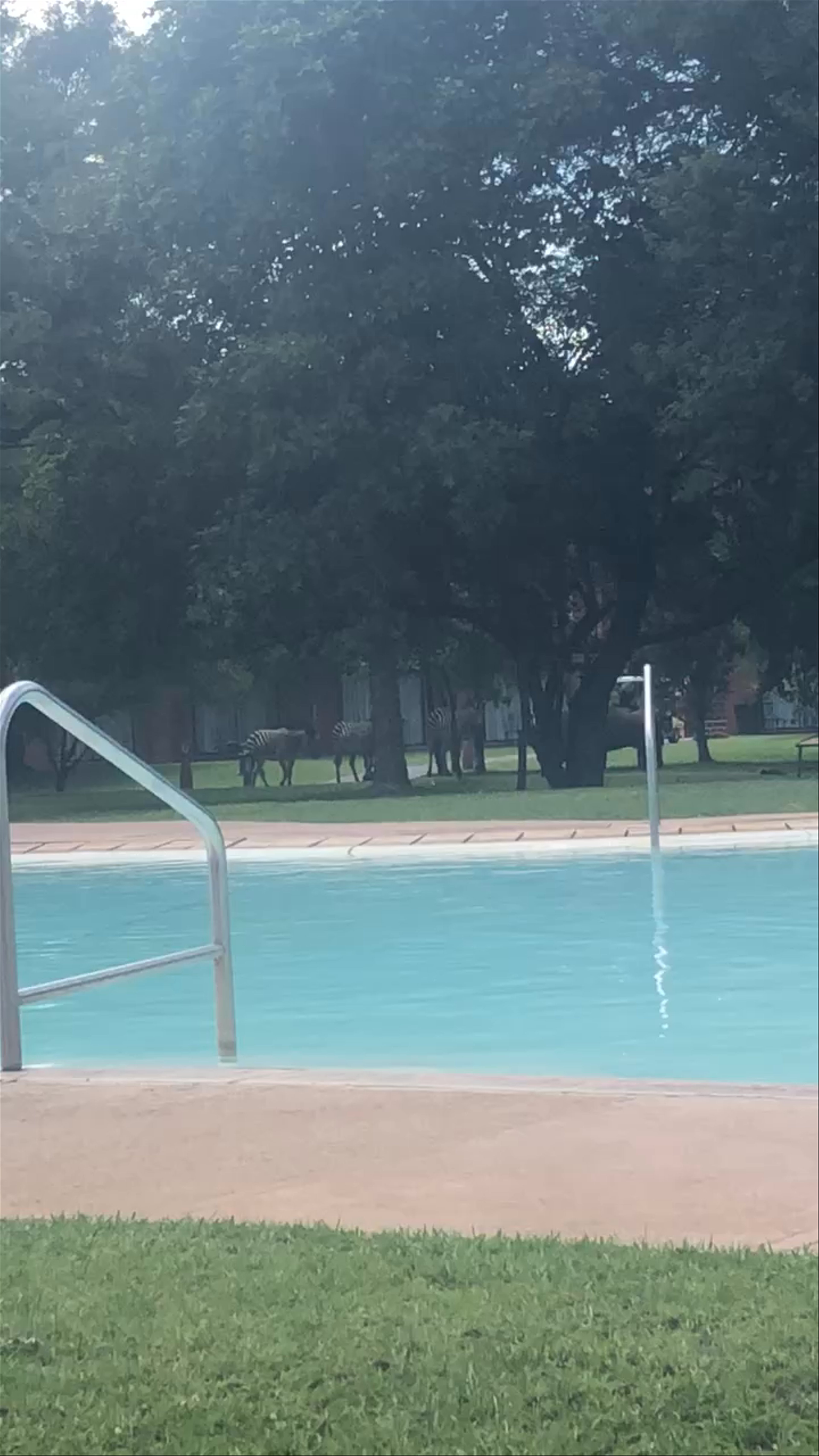 Wildlife in Zambia🇿🇲