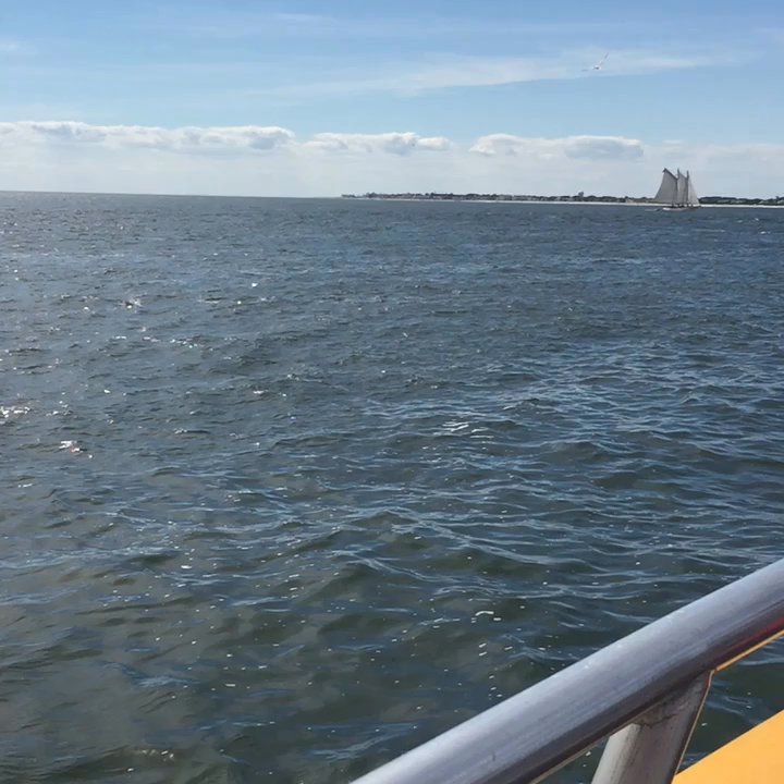 Big Blue Sightseer - Dolphins! - Boating Near Me - Wildwood, New Jersey