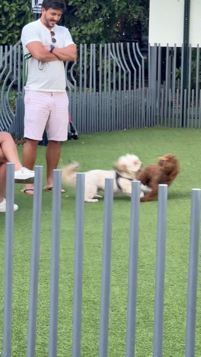 Paraiso Park - Energetic pups - Dog Parks Near Me - Miami, Florida